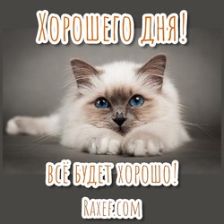 Хорошего дня! Всё будет хорошо! Мотивационная открытка, картинка с котом! Милый, пушистый кот! С котиками у человека всегда хорошее настроение!