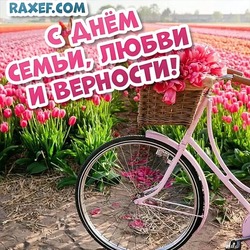 С днём семьи, любви и верности! Картинка, открытка с полем розовых тюльпанов и велосипедом с корзинкой, наполненной цветами!