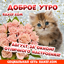 Доброе утро, август! Красивая картинка, открытка с котёнком! Милый котенок желает всем отличного настроения в это августовское утро!