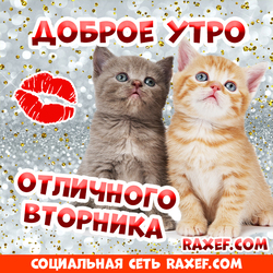 Доброе утро, вторник! Открытка с котятами! Доброе утро! Отличного вторника! Милые котята, котики!
