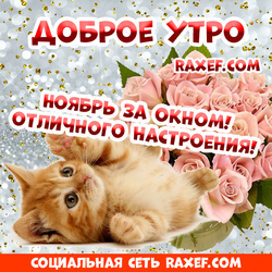 Открытка с розами и с котёнком! Доброе ноябрьское утро! Отличного настроения! Картинка с блёстками на серебристом фоне!